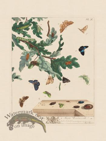 Moses Harris Insects 10